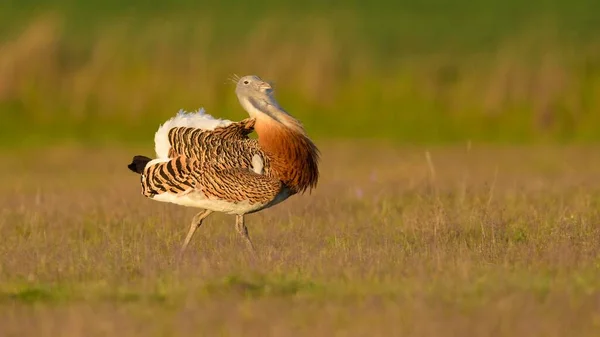 Wielki Drań Otis Tarda Kogut Chodzący Łące Extremadura Hiszpania Europa — Zdjęcie stockowe