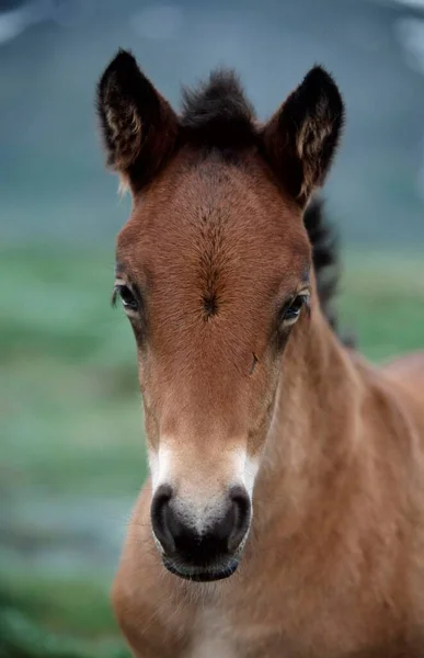 Exmoor Pony Foal Netherlands — 스톡 사진