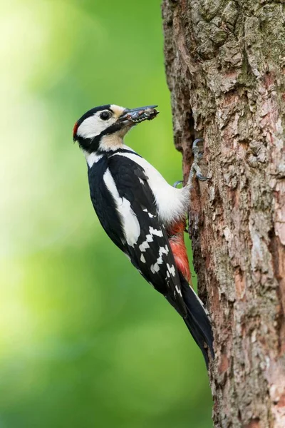 Great Spotted Woodpecker Dendrocopos Major Food Beak Nesting Hole Emsland — Stock Photo, Image