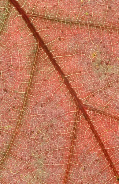 Detalle Hoja Roble Rojo Americano Quercus Rubra — Foto de Stock