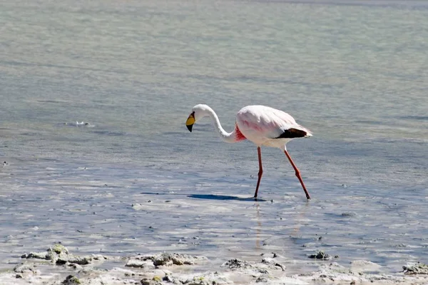 James Flamingo Lat Phoenicoparrus Jamesi Laguna Onda Bolivia South America — Fotografia de Stock