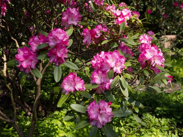 Flowering Rhododendron North Rhine Westphalia Germany Europe — Zdjęcie stockowe