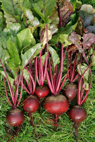 Rote Bete Beta Vulgaris Vulgaris Wurzeln Knollen — Stockfoto