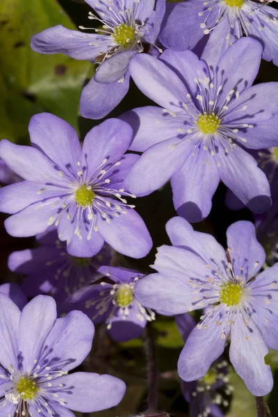 Ringelblume Oder Nierenkraut Hepatica Nobilis — Stockfoto