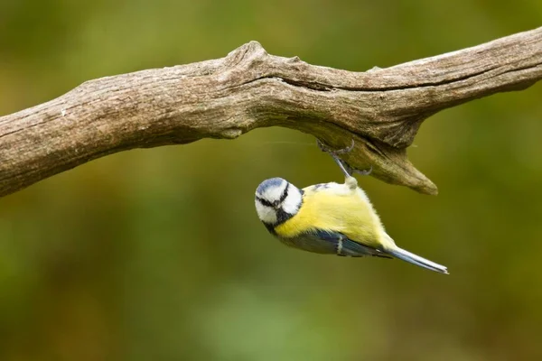 Blue Tit Hanging Branch — Stock Fotó