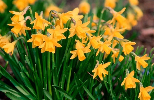 Narcissus Flowers Close View Summer Concept — Φωτογραφία Αρχείου