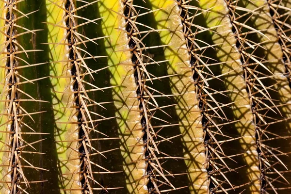 Golden Barrel Cactus Echinocactus Grusonii Spines Detail Gran Canaria Canary — ストック写真