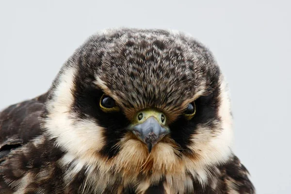 Eurasian Hobby Falco Subbuteo Juvenile Portrait Ostriesische Inseln Friesland Lower — 스톡 사진