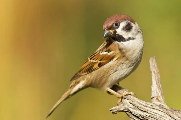 Sparrow Looking Blurred Background — Stok Foto