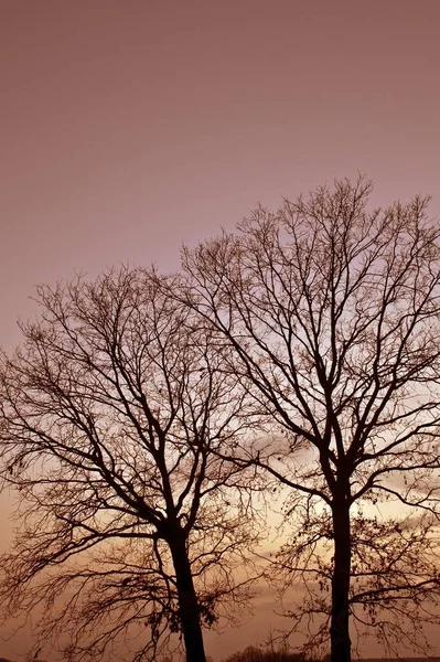 Warm evening sunlight falling on trees