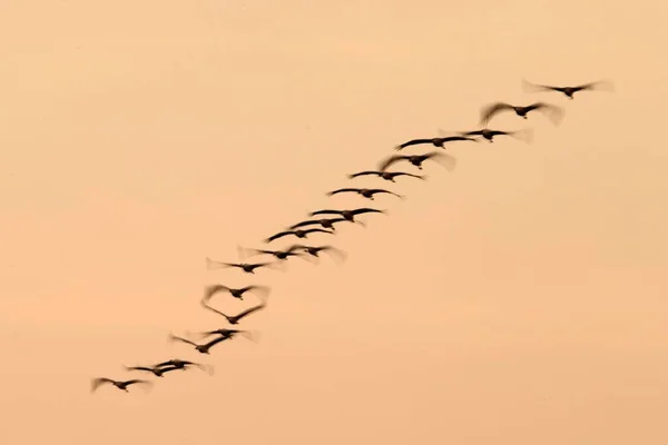 Swarm Cranes Grus Grus Flight Formation Sunset Western Pomerania Lagoon — Stockfoto