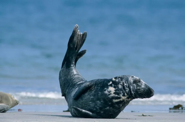 Phoque Gris Helgoland Schleswig Holstein Allemagne Halichoerus Grypus — Photo