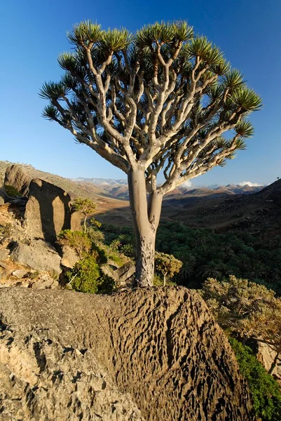 Drzewo Krwi Smoków Wyspie Sokotra Lista Światowego Dziedzictwa Unesco Jemen — Zdjęcie stockowe
