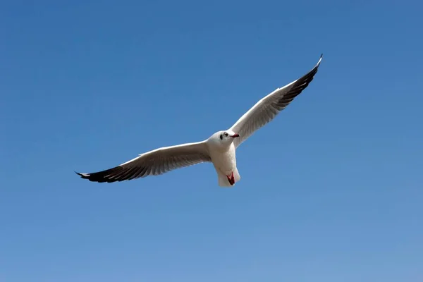 Gull Seagull Flight Inle Lake Shan State Myanmar Asia — Foto de Stock