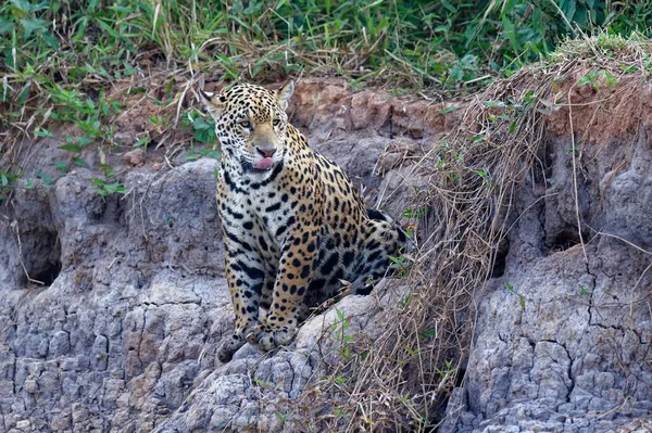 Jaguar Joven Panthera Onca Sentado Una Orilla Del Río Cuiaba —  Fotos de Stock