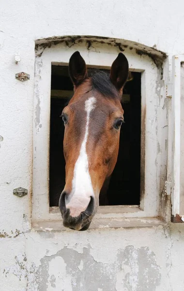 Horse Looking Out Its Stable — Stock Photo, Image