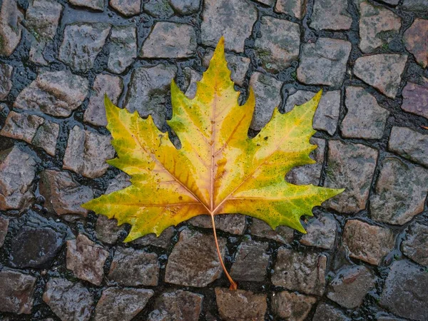 Autumnal plane tree leaf (Platanus) on a wet pavement