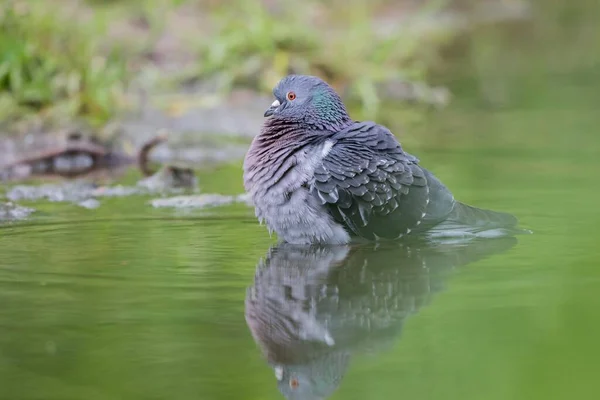 Domestic Pigeon Standing Water Hesse Germany Europe — Stock Fotó