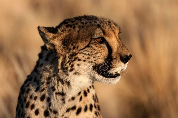 Cheetah Acinonyx Jubatus Keetmanshoop Namibia Africa — Foto Stock