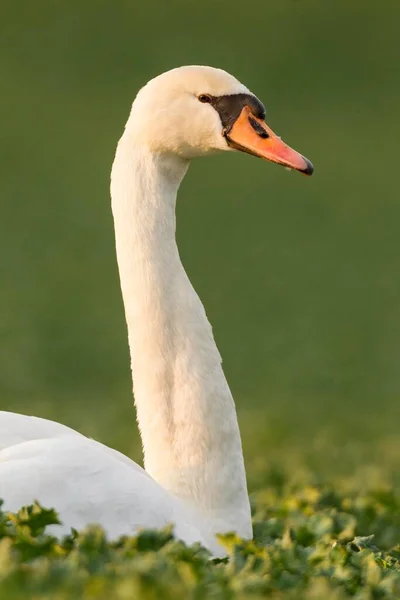 Mute Swan Cygnus Color Canola Field Brassisca Napus Fuldabrueck Hesse — стоковое фото