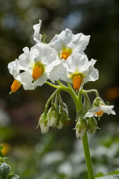 Flower Potato Solanum Tuberosum Native Country Central South America — 图库照片