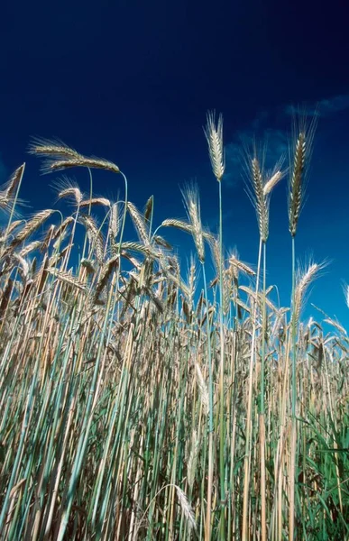 Rye North Rhine Westfalia Alemanha Secale Cereale — Fotografia de Stock