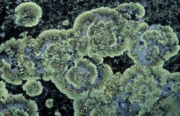 Lichen Granite Canada North America — Foto de Stock