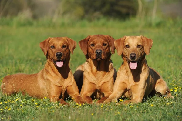 Labrador Retrievers Three Bitches Lying Side Side Meadow Yellow — Stock Photo, Image