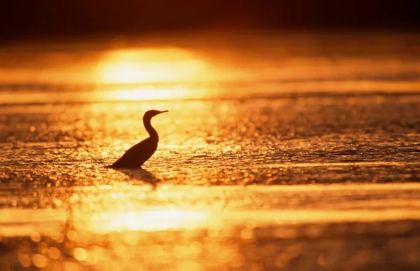 Double Crested Cormorant Sunset Sanibel Island Florida Usa North America — Zdjęcie stockowe