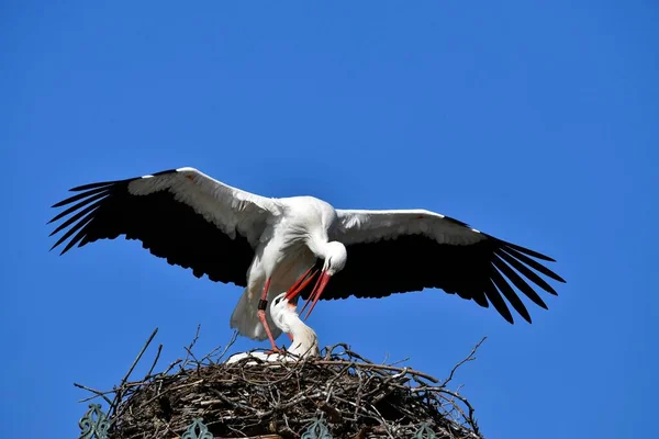 White Storks Ciconia Ciconia Nest Mating Baden Wrttemberg Germany Europe — 图库照片