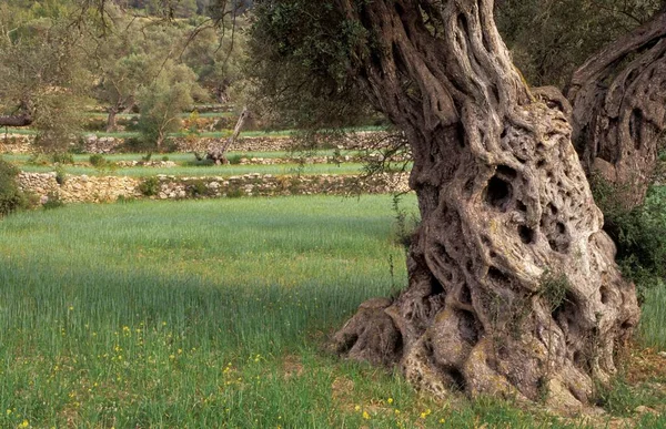 Very Old Olive Tree Standing Green Meadow — 스톡 사진