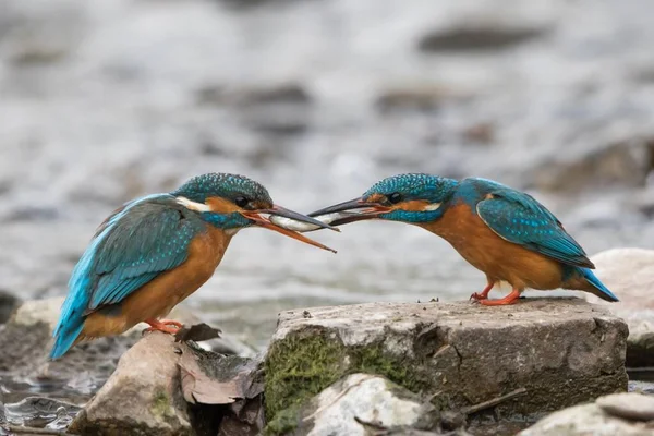 Eisvogel Auf Steinbalz Fütterung Paar Männchen Übergibt Fisch Weibchen Hessen — Stockfoto