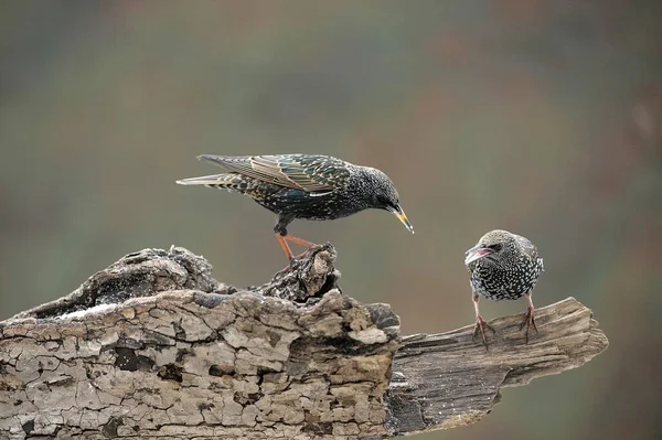 Two Fighting Starlings Sturnus Vulgaris — Stock Photo, Image