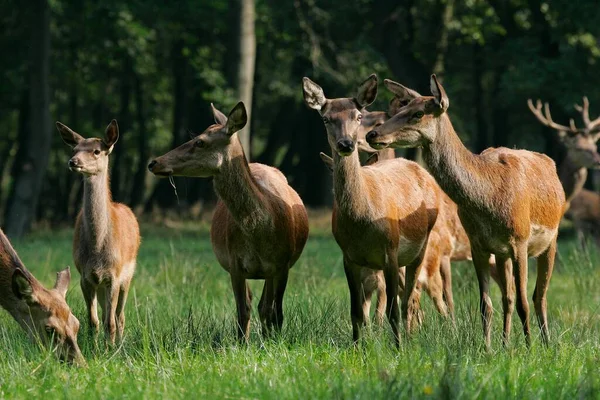 Red Deer Cervus Elaphus Herd Female — Zdjęcie stockowe