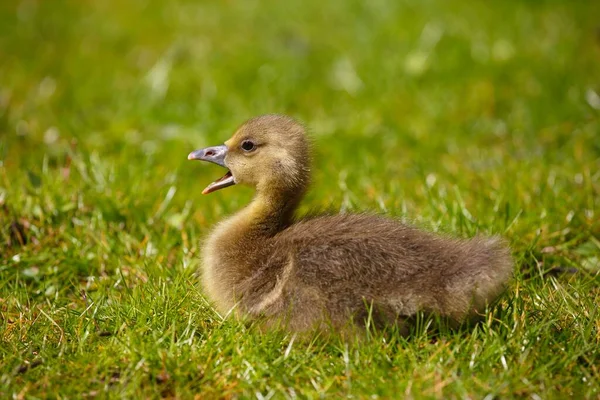 Greylag Goose Chick Sitting Meadow Schleswig Holstein Germany Europe — Zdjęcie stockowe