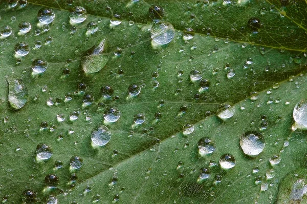 Yağmur Damlalı Lady Mantle Yaprağı — Stok fotoğraf