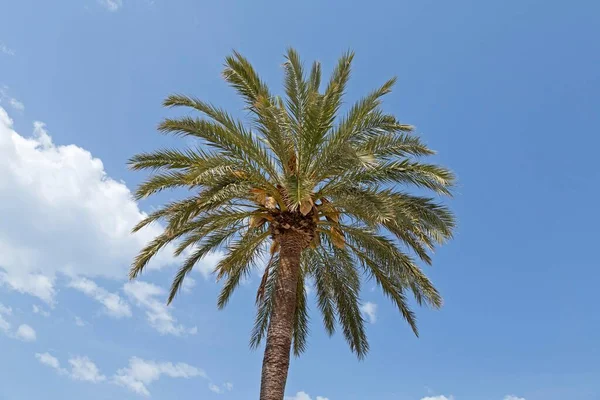 Palm Tree Beach Promenade Port Sller Majorca Spain Europe — 스톡 사진