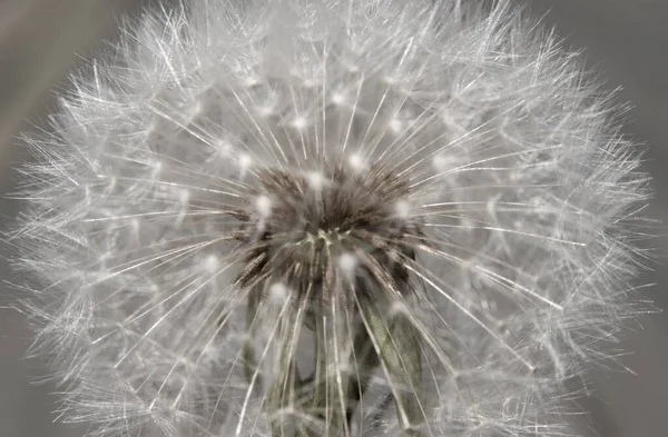 Szczegóły Kuli Uderzeniowej Taraxacum Officinale — Zdjęcie stockowe