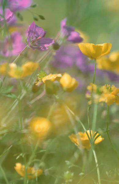 Wood Cranesbill Geranium Sylvaticum Ranunculus Acris Lofoten Norway Europe — 스톡 사진