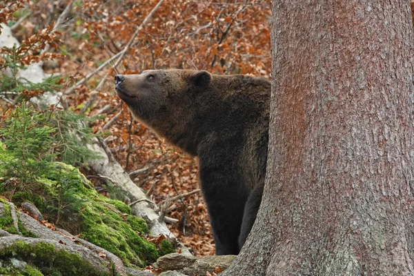 Urso Castanho Ursus Arctos — Fotografia de Stock