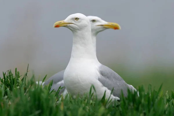 European Herring Gulls Larus Argentatus Germany — Foto de Stock