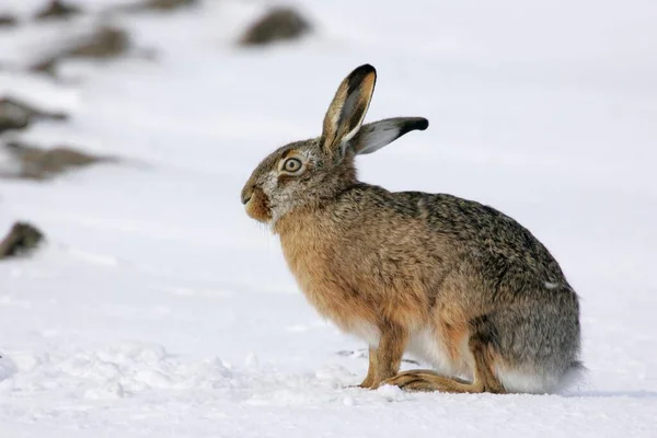 European Hare Lepus Europaeus Germany Schnee Snow Seitlich Side — Stockfoto