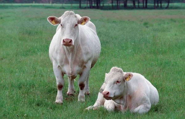 Charolais Cattle Close — Stockfoto