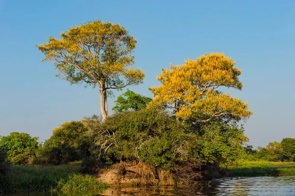 Vochysia Divergens Trees Cuiaba River Pantanal Mato Grosso State Brazil — Photo