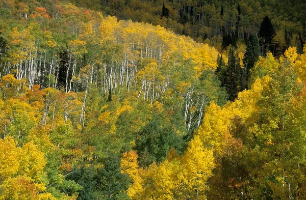 Fall Coloured Aspen Trees Uinta Mountains Utah Usa North America — Stockfoto