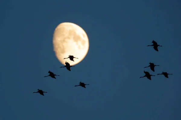 Cranes Grus Grus Flight Formation Moonlight Western Pomerania Lagoon Area — стоковое фото