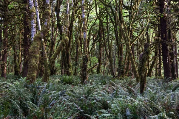 Vegetación Con Helechos Kestner Homestead Trail Quinault Rainforest Cerca Quinault — Foto de Stock