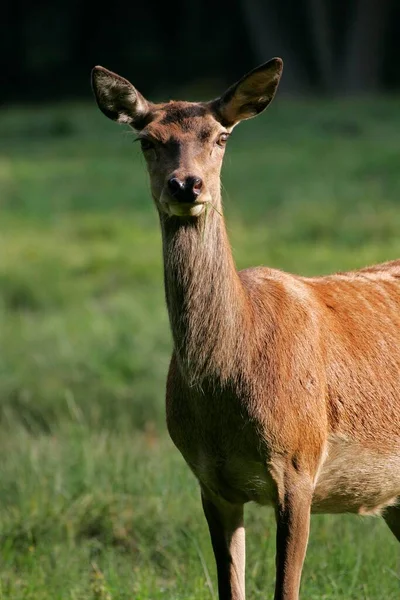 Red Deer Cervus Elaphus Female — 스톡 사진