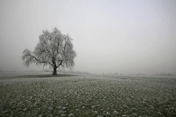 Rime Tree Winter Front Sea Fog Altnau Thurgau Switzerland Europe — 图库照片