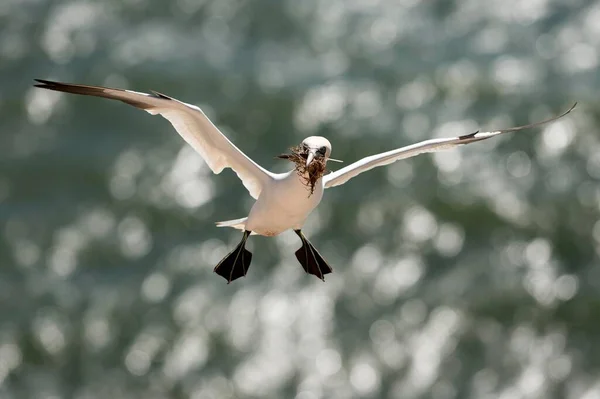 Northern Gannet Flight Nesting Material Its Beak Breeding Season Schleswig — Stock Photo, Image
